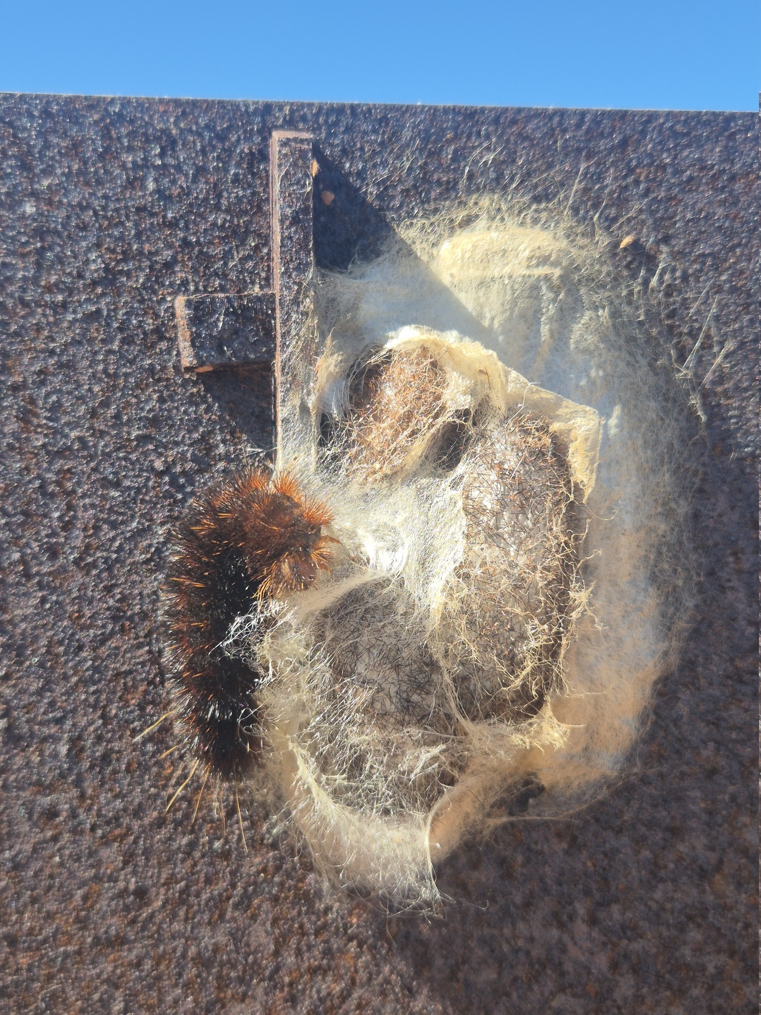 The local caretaker. The caterpillar form of a tiger moth.