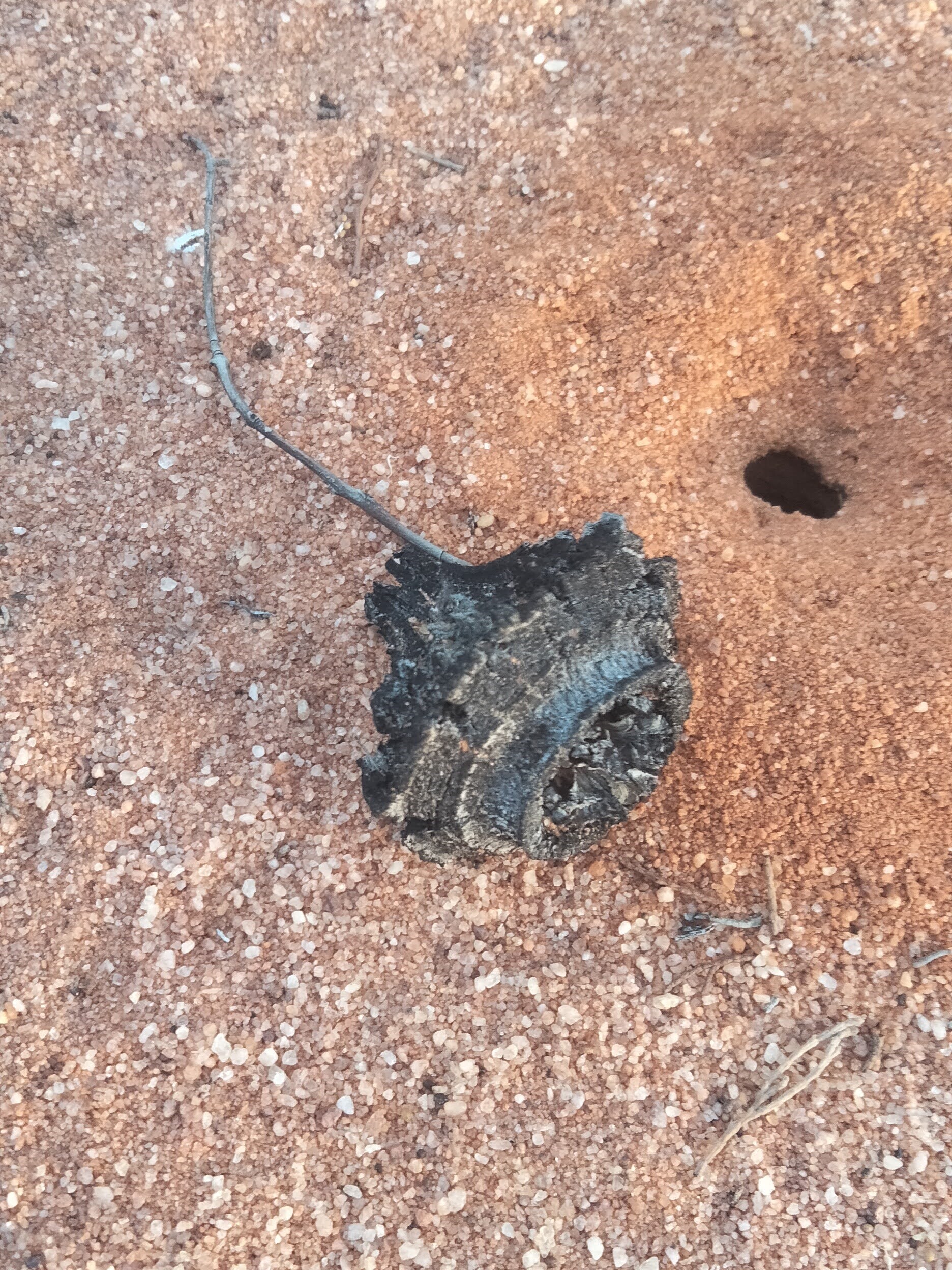 A small black object sitting on the surface makes for a pretty good meteorite impostor, as far as the drone's machine learning model is concerned.