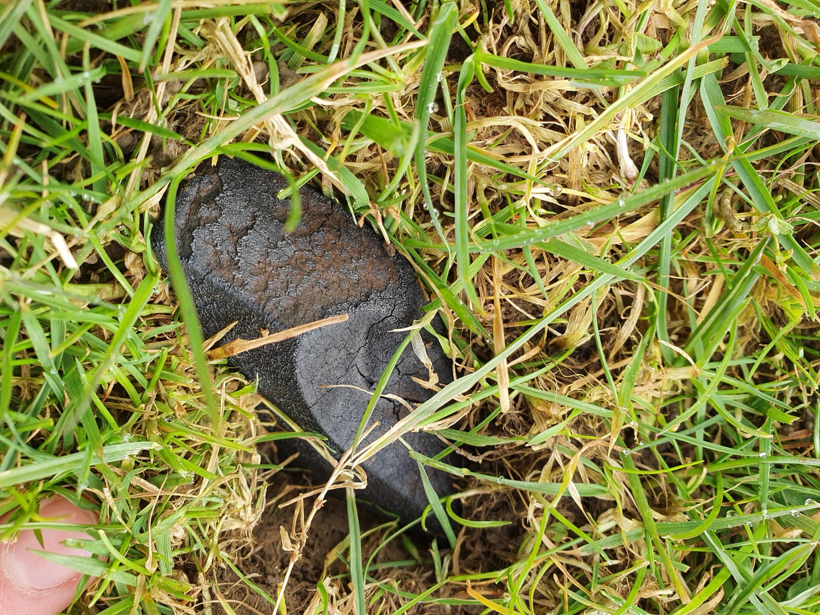Third fragment (~50 g) of the Winchcombe meteorite found by Mira Ihasz (credit: Luke Daly, UKFN, University of Glasgow).